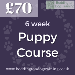6 week Puppy Course